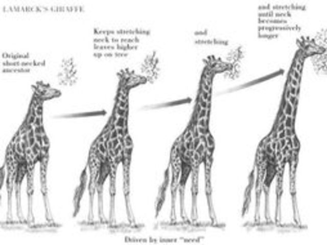 The Sketch of Evolution