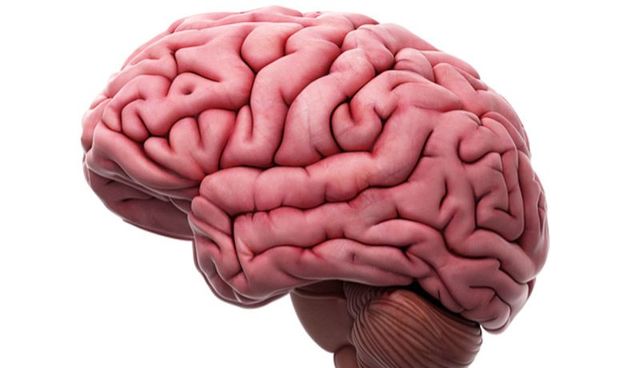 LA DECADA DEL CEREBRO