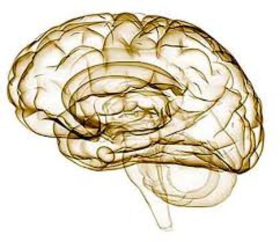 Exploradores del cerebro