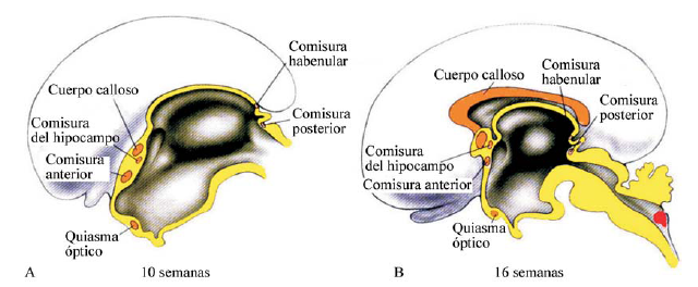 Aparece comisura; cuerpo calloso