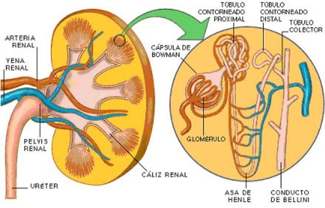 Se forman capilares glomerulares