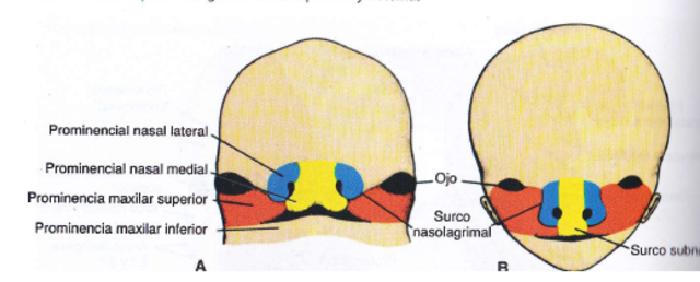 Cara adquiere apariencia más humana