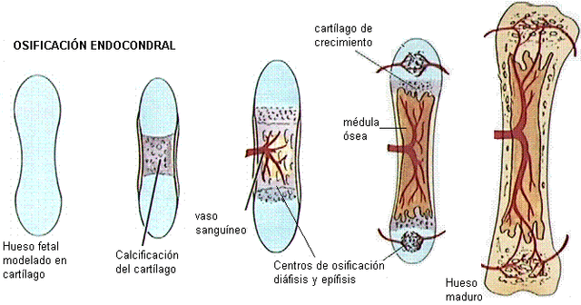 Centros de osificación de huesos largos