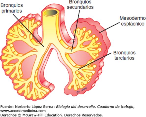 Formación de pulmones