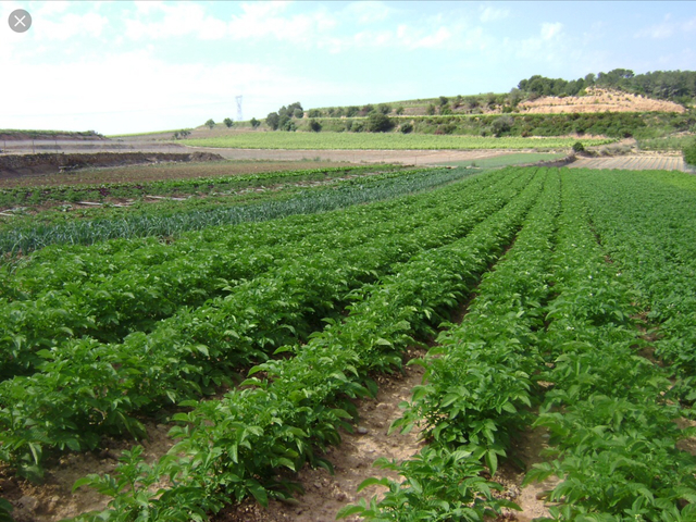 Nous coneixements per les feines de camp
