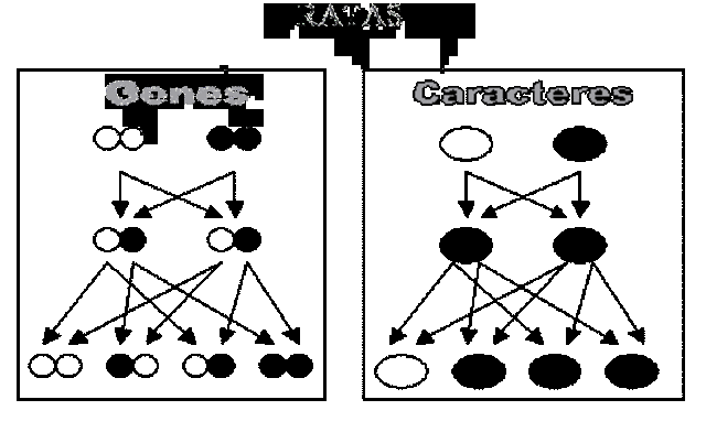 Apartir De Las Leyes De Mendel Como Evoluciono En La Genetica