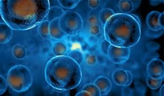 stem cells (21st century)