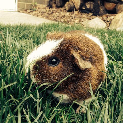 Tengo un cobayo desde hace cinco años.