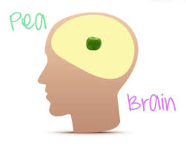 Pea brain 2004