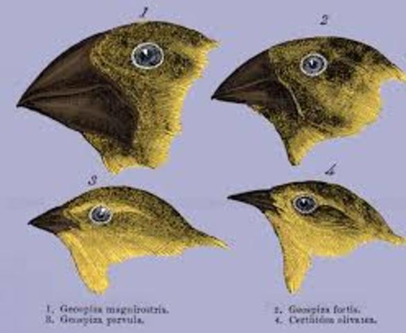 Segon Beagle arriba a les Galàpagos. Inicia teoria evolució.