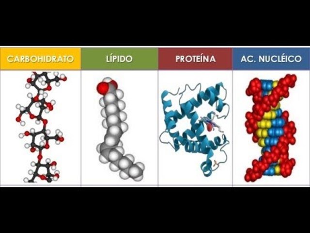 Clasificación de las biomoléculas