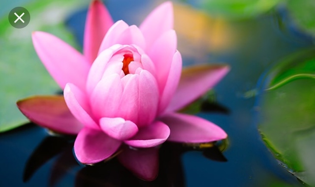 Lotus flower