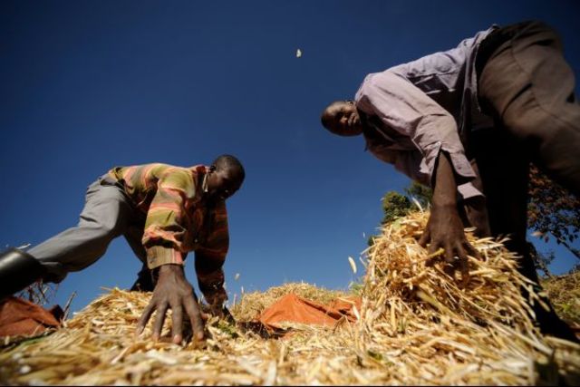 Food prices rise to 2008 levels