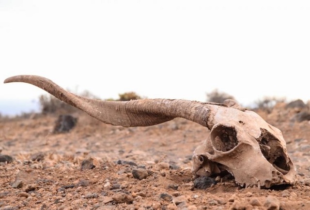 Extinción del 60% del mundo animal.