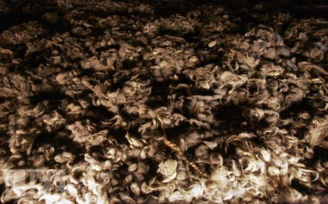 The first mass gassing of Jews begins