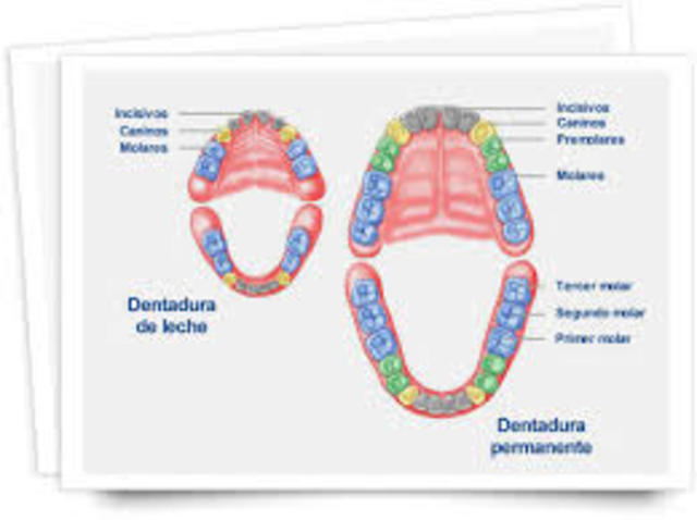 Dentición temporal, permanente y mixta.