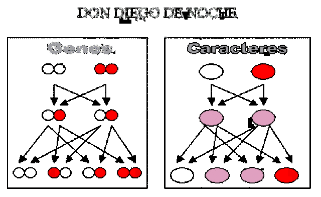 Apartir De Las Leyes De Mendel Como Evoluciono En La Genetica