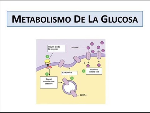 Se relaciona la diabetes y el metabolismo glucídico.