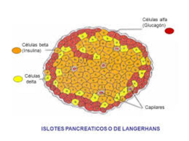 Se describen por primera vez las celulas pancreáticas