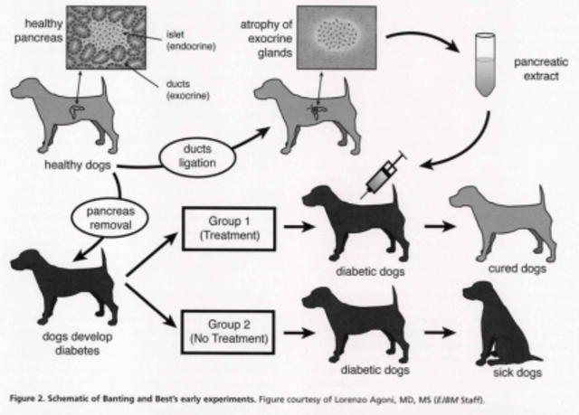 Experimentación con perros diabéticos