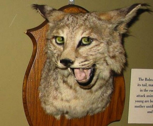 Aprendiz de medicina