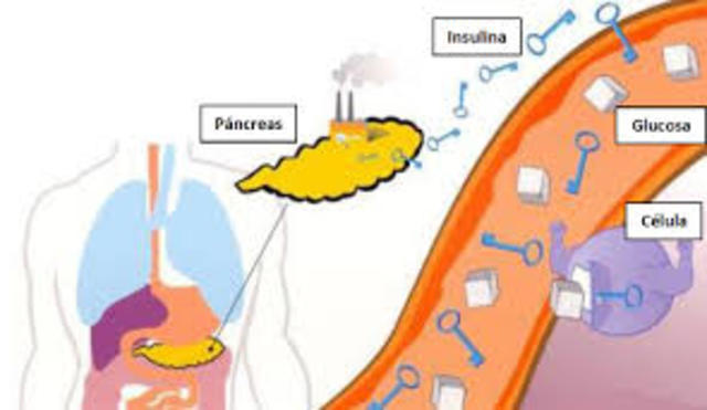 Levine descubre que la insulina funciona como "una llave"