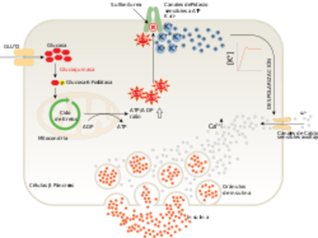 Síntesis de la insulina.