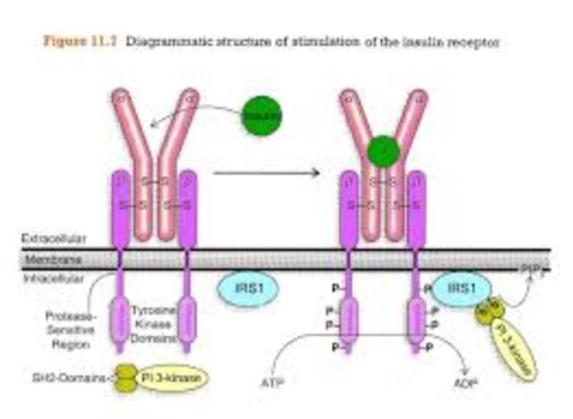Se descubren los receptores de insulina
