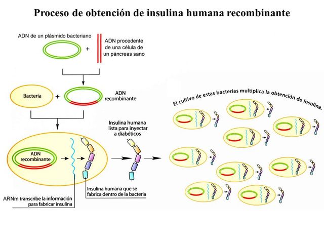 Síntesis de la insulina humana