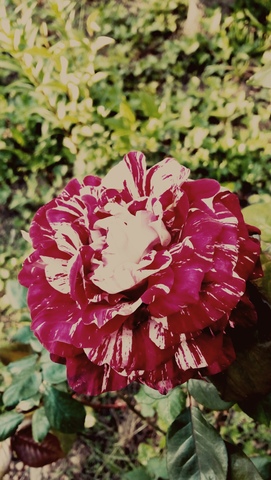 va començar la meva aficio per les fotografies