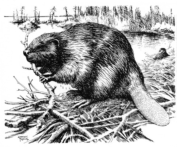 Western Frontier (Fur traders)