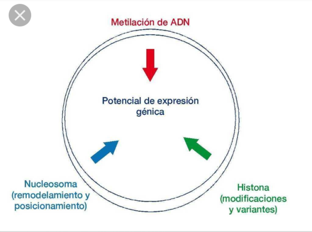 Evolucion de los sindromes por alteracion del ADN