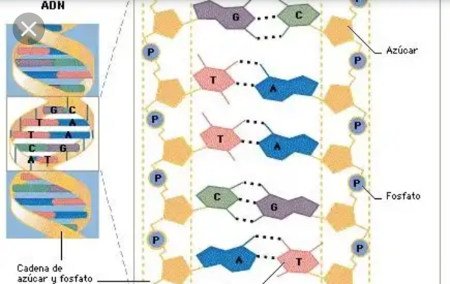 Evolucion de los sindromes por alteracion del ADN