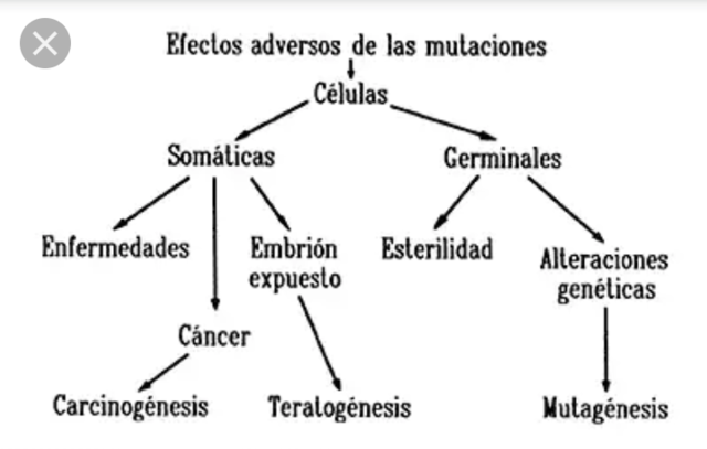 Evolucion de los sindromes por alteracion del ADN