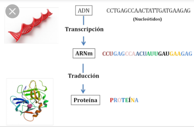 Evolucion de los sindromes por alteracion del ADN