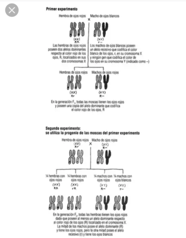 Alteracion cromosomica