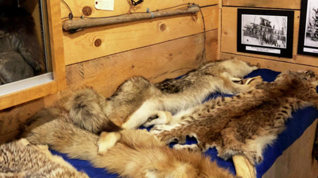 New France- Fur trading