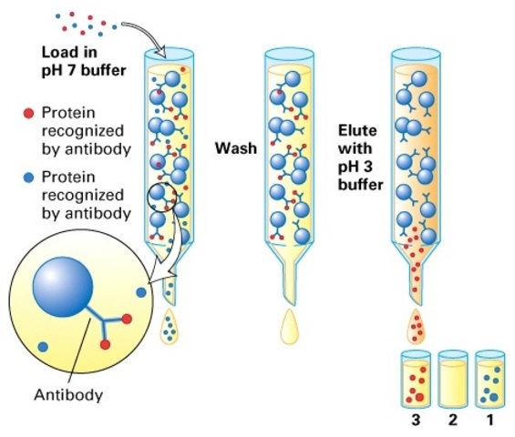 Cromatografía de afinidad