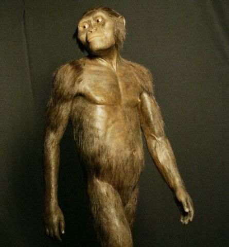 Australopithecus afarensis