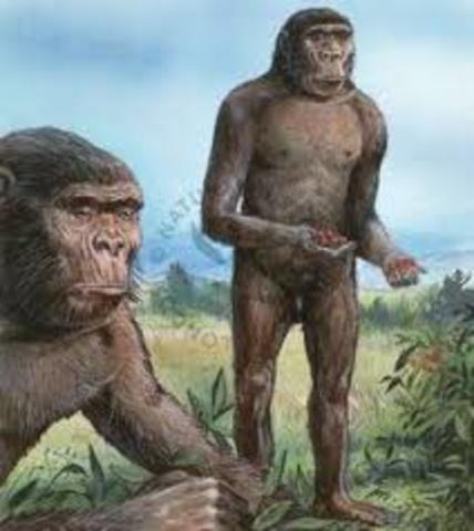 Paranthropus aethiopicus
