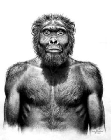 Australopithecus garhi