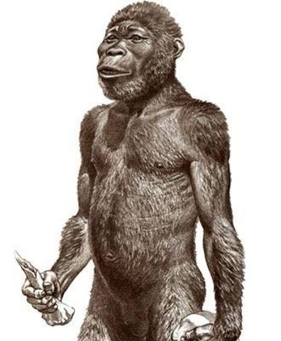 Australopithecus africanus