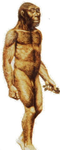 Paranthropus robustus