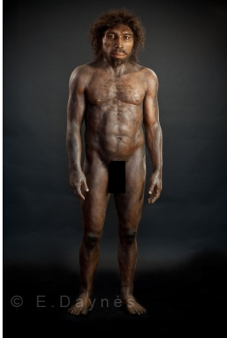 Homo erectus