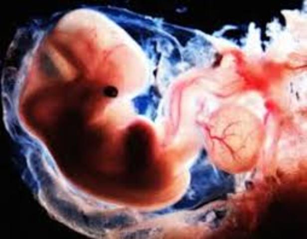 Transferencia embrionaria