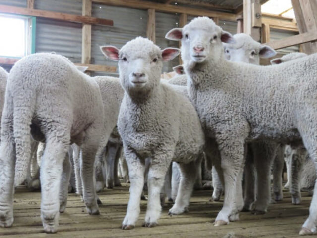 The Wool Industry
