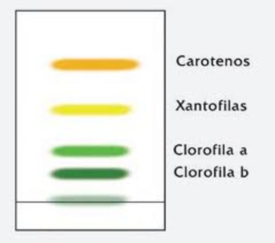 Desarrollo más importante