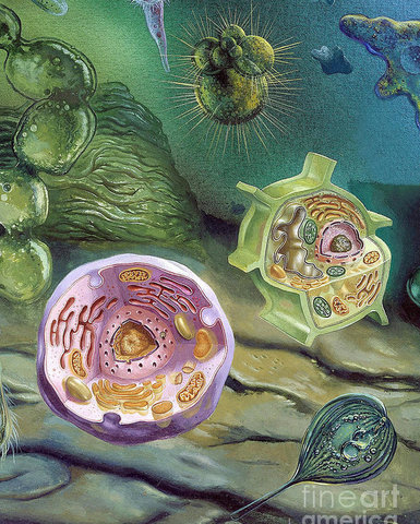 PRECAMBRIÀ. EL PROTEROZOIC