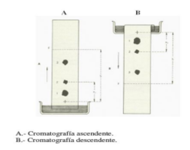 Consden, Gordon y Martin