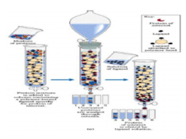 Cromatografía de permeación en gel
